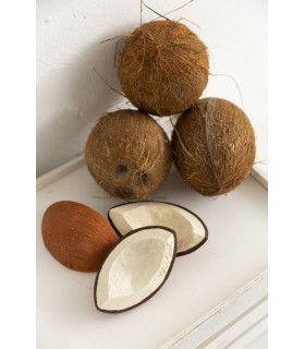 COCO THE COCONUT