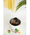 COCO THE COCONUT
