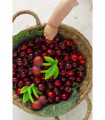 Mery the Cherry